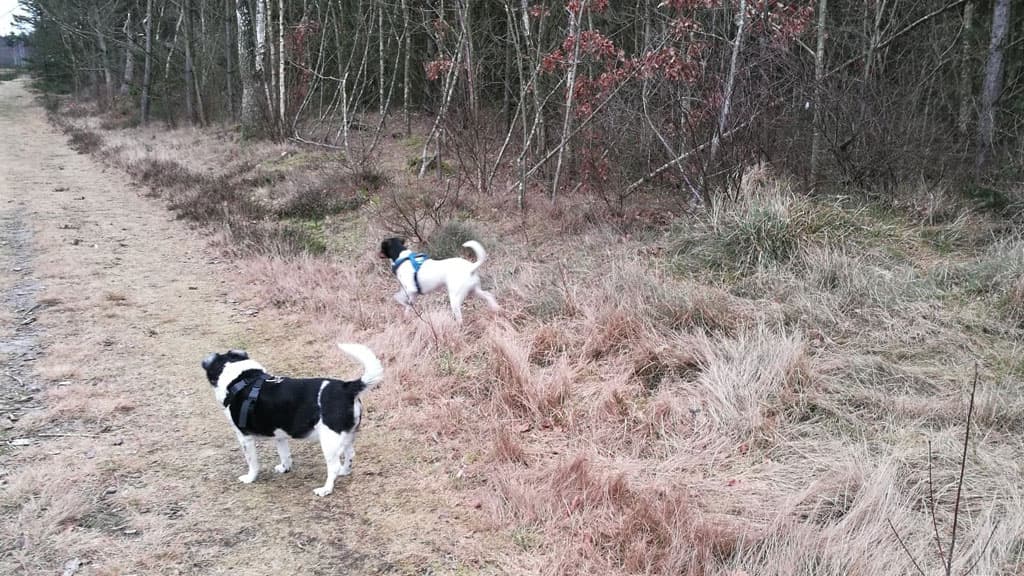Hundewald im Folkeparken Hirtshals