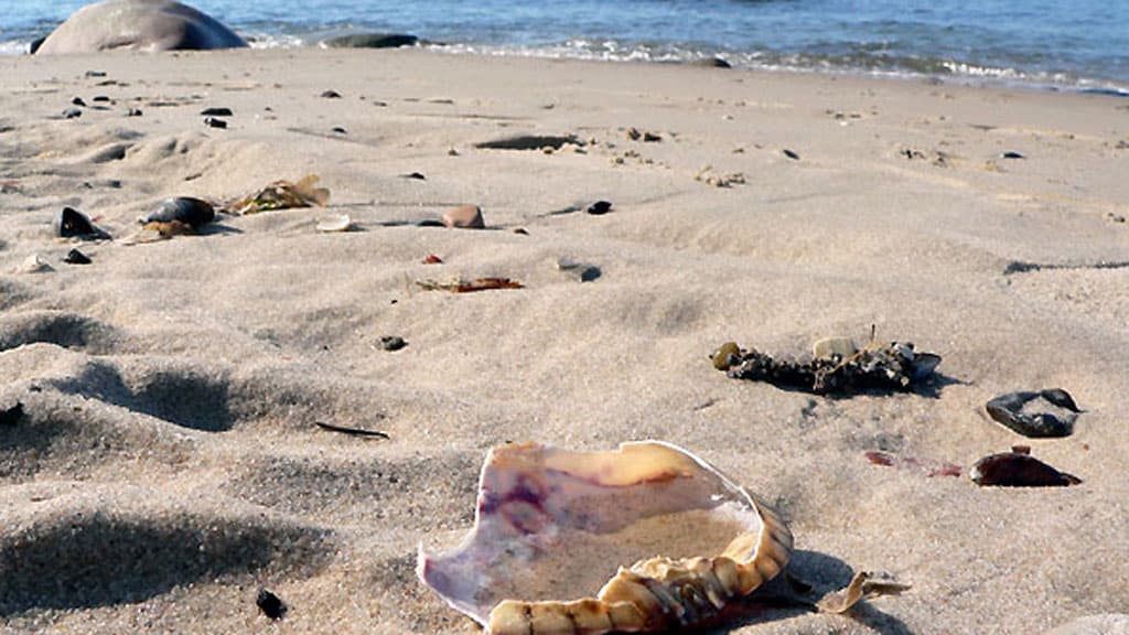 Skallerup Strand, Skallerup Klit, Lønstrup
