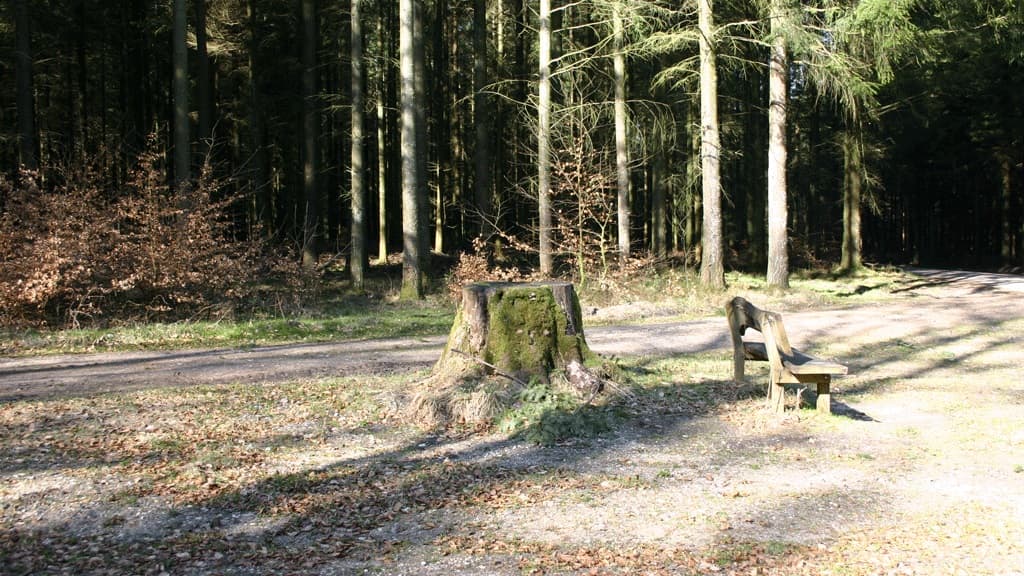 Laus Gades Bøg (Buchenstamm) 