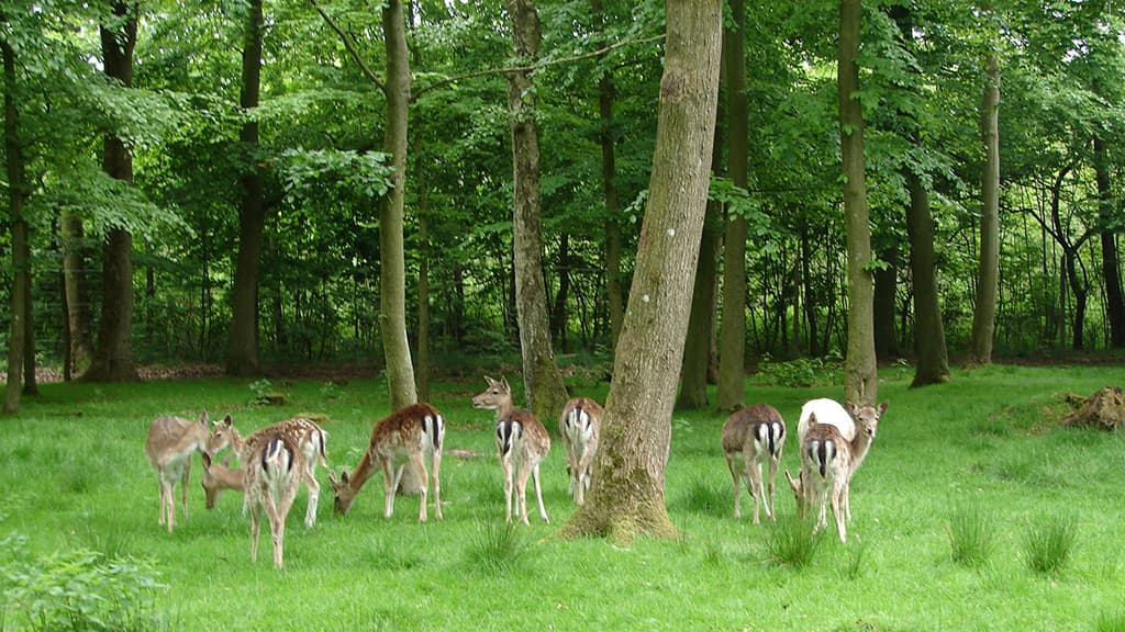 Troldeparken in Vejen und "Die singenden Steine"