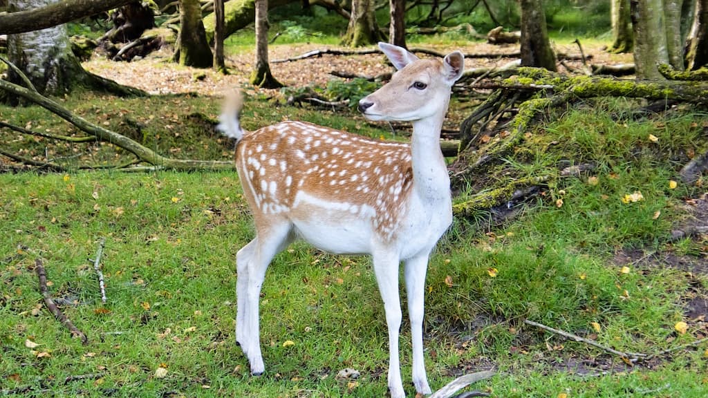 Arden Tierpark
