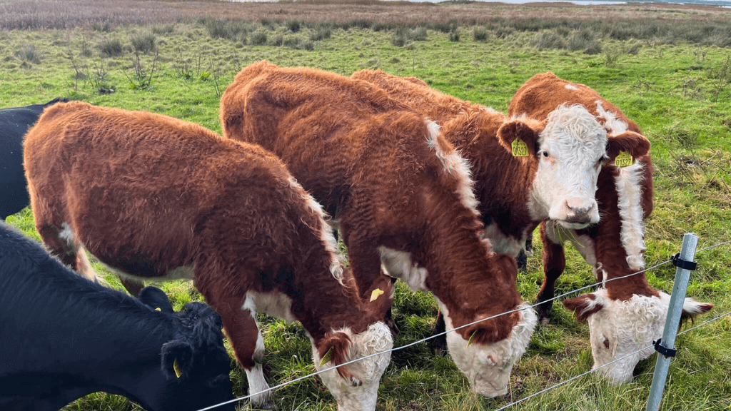 Kühe auf dem Nørregård